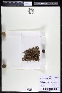 Podostemum muelleri image