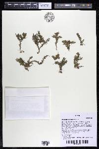 Podostemum muelleri image