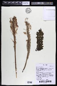 Mourera fluviatilis image