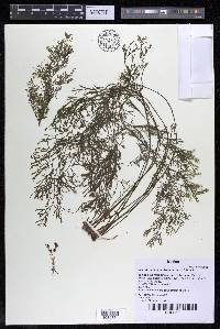 Marathrum foeniculaceum image