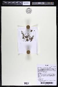 Podostemum distichum image