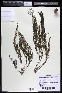 Marathrum foeniculaceum image