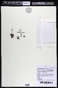 Podostemum distichum image