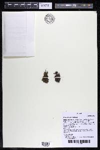 Podostemum rutifolium subsp. rutifolium image