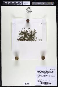 Podostemum muelleri image