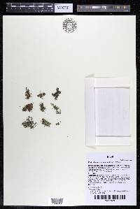 Podostemum distichum image