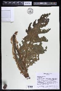 Mourera fluviatilis image