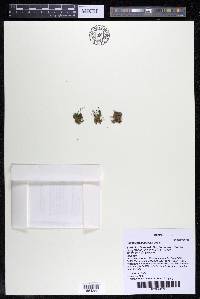 Podostemum muelleri image