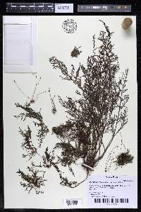 Marathrum foeniculaceum image