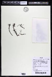 Podostemum distichum image