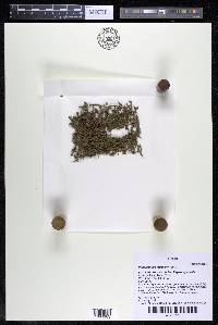 Podostemum muelleri image