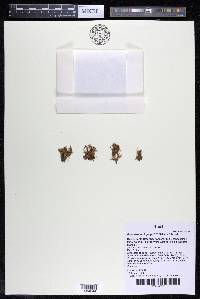 Podostemum irgangii image