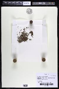 Podostemum rutifolium subsp. rutifolium image