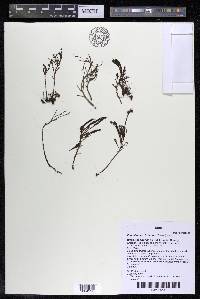 Podostemum distichum image