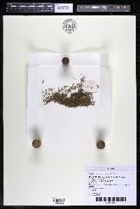 Podostemum rutifolium subsp. rutifolium image