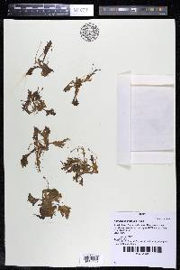 Apinagia digitata image