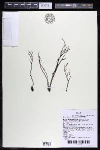 Podostemum comatum image