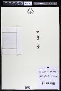 Podostemum rutifolium subsp. rutifolium image