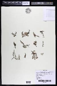 Marathrum foeniculaceum image