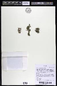 Podostemum muelleri image