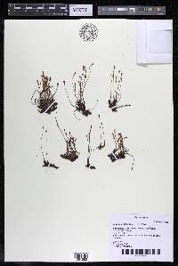 Autana andersonii image
