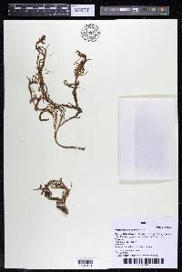 Weddellina squamulosa image