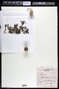 Noveloa coulteriana image