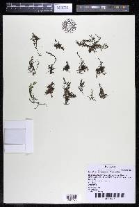 Marathrum foeniculaceum image