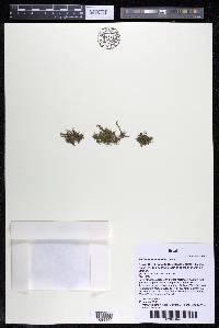 Podostemum muelleri image