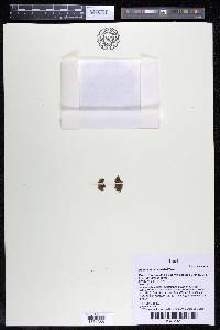 Podostemum muelleri image
