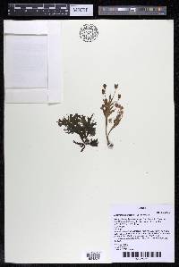 Mourera alcicornis image