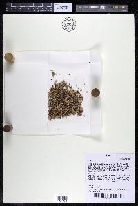 Podostemum muelleri image