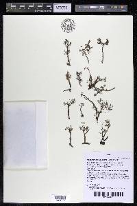 Podostemum distichum image