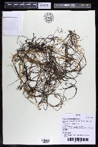 Podostemum comatum image