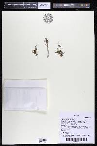 Podostemum rutifolium subsp. rutifolium image