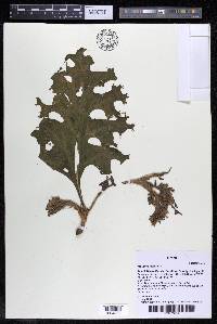 Mourera aspera image