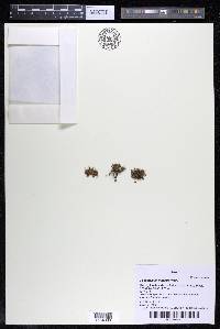 Podostemum muelleri image