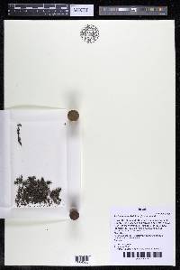 Podostemum distichum image