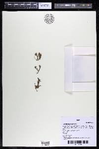 Podostemum rutifolium subsp. rutifolium image