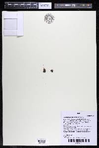 Podostemum scaturiginum image
