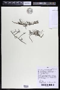 Podostemum distichum image