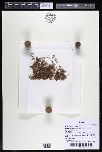 Podostemum muelleri image