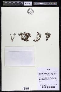 Podostemum distichum image