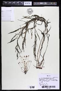 Marathrum foeniculaceum image