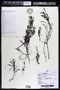 Podostemum comatum image