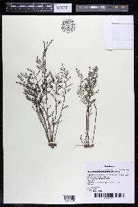Marathrum foeniculaceum image
