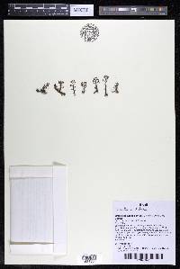 Podostemum distichum image