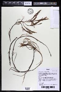 Podostemum comatum image