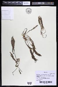 Marathrum foeniculaceum image