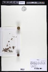 Noveloa coulteriana image